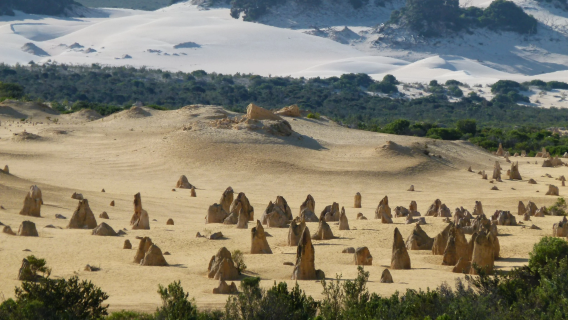 Pinnacles + Taman Nasional Nambang + Yanchep + Lembah Angsa + perjalanan satu hari ke Kota Cervantes
