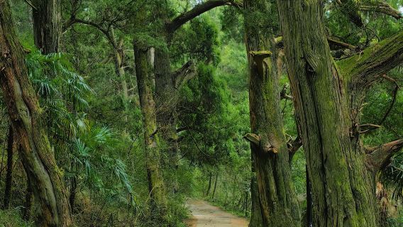 Tour 1 ngày Quảng Nguyên Tứ Xuyên: Quan ải Kiếm Môn + Thúy Vân Lang + Hoàng Trạch Tự có dịch vụ tiếng Anh