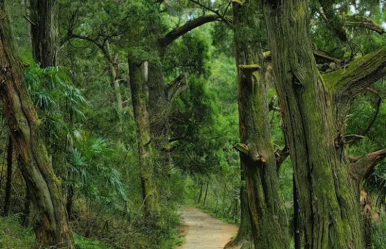 四川廣元劍門關+翠雲廊+皇澤寺一日遊可中英文服務