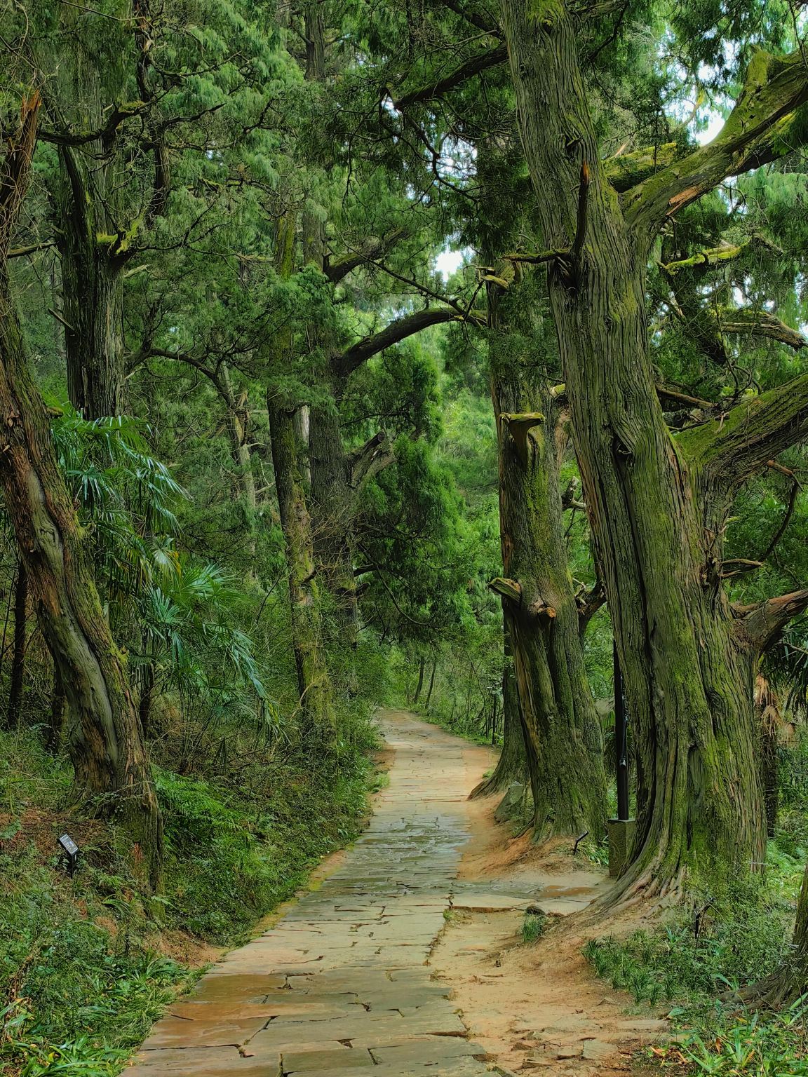 四川廣元劍門關+翠雲廊+皇澤寺一日遊可英文服務