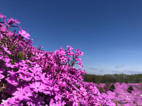 北海道瀧上芝櫻、上湧別鬱金香賞花一日遊