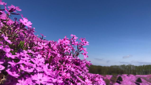 Lawatan Sehari Menikmati Bunga Tulip di Yubetsu dan Bunga Shibazakura di Takinoue, Hokkaido
