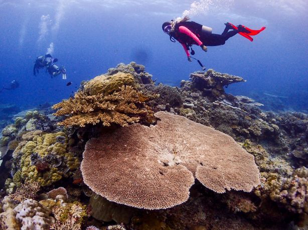 馬來西亞亞庇東姑阿都拉曼國家公園潛水考證水肺潛水2天【PADI -OW/AOW 課程】