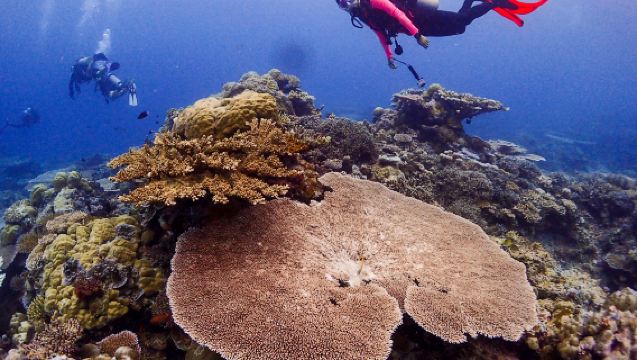 2-Day PADI OW/AOW Course for Scuba Diving Certification at Tunku Abdul Rahman Marine Park in Kota Kinabalu, Malaysia