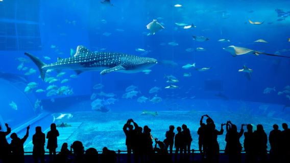 沖繩北部一日遊｜美麗海水族館・古宇利島・萬座毛・備瀨福木林道