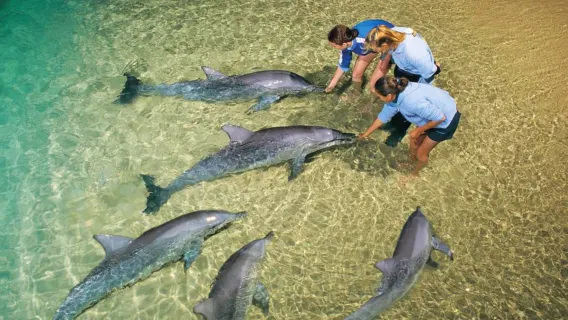 Passeio de um dia para a Ilha Moreton em Brisbane [opções: observação de baleias, observação de golfinhos, alimentação de golfinhos | escolha 1 entre 6 atividades | Ilha dos Golfinhos]