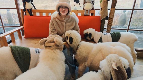 [Lawatan sehari Seogwipo] Bukit Camellia + Shaun the Sheep + Air Terjun Cheonjiyeon + Mencicipi Sup Ayam Ginseng