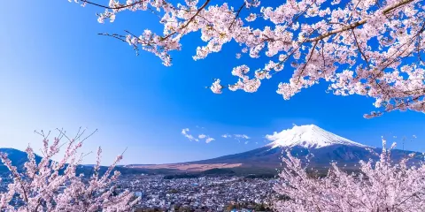 東京富士山打卡一日遊(山中湖+天梯小鎮+河口湖大石公園+中文小團)