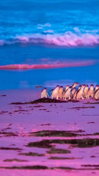 Bicheno penguin tour in Tasmania