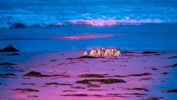 Excursión para ver pingüinos en Bicheno, Tasmania
