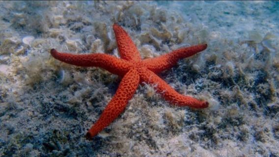 Sarande:Boat Tour with Snorkell to Kroreza & Secret Beaches