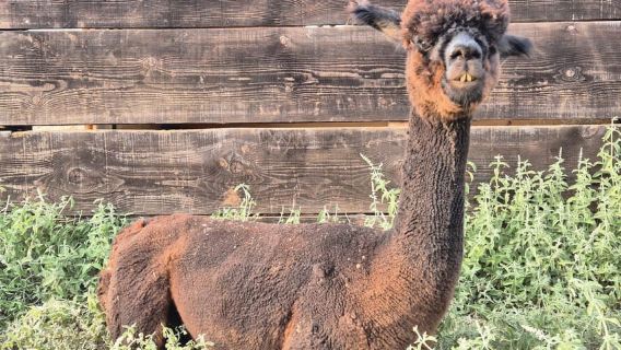 Pula: Private Alpaca Ranch Tour with Picnic