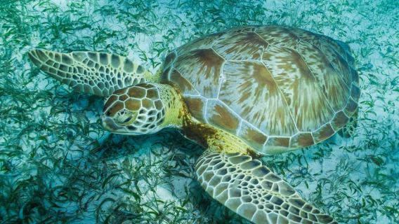 Mahahual: Snorkel Tour in Reef Lagoon