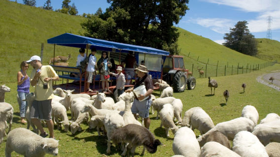 Yeni Zelanda Kuzey Adası Rotorua Agrodome Çiftliği Deneyimi
