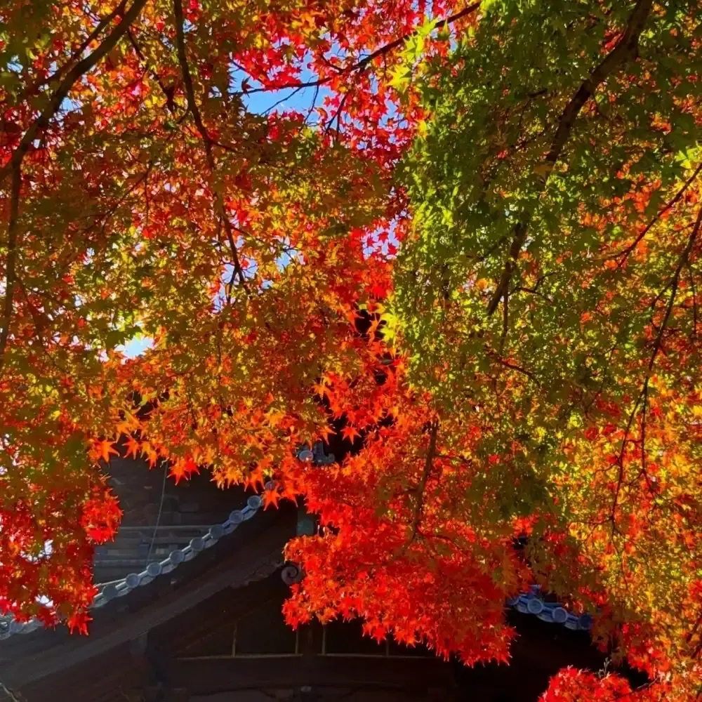 Nanzen-ji Temple 2-hour guided tour: Fall maple leaves and the