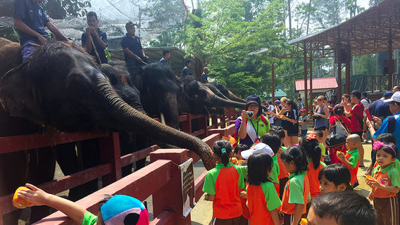 Royal Selangor Visitor S Centre Kuala Gandah Elephant Sanctuary 1 Day Tour Trip Com