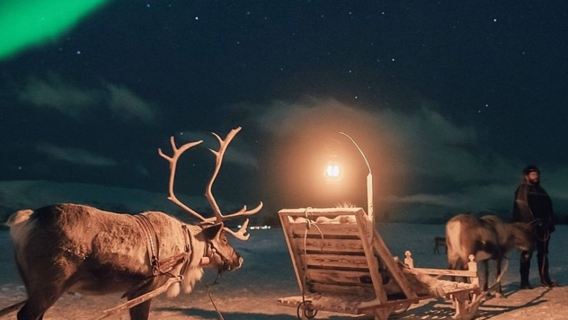 Trải nghiệm văn hóa Sami, cho tuần lộc ăn, trượt xe trượt tuyết và săn cực quang tại Tromso, Na Uy