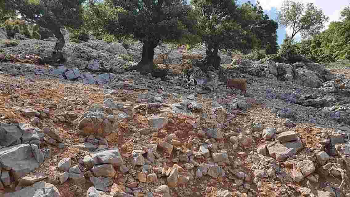 MUS: Pleasures of Crete: Truffle Hunting, Culinary & Wine Celebration from Heraklion