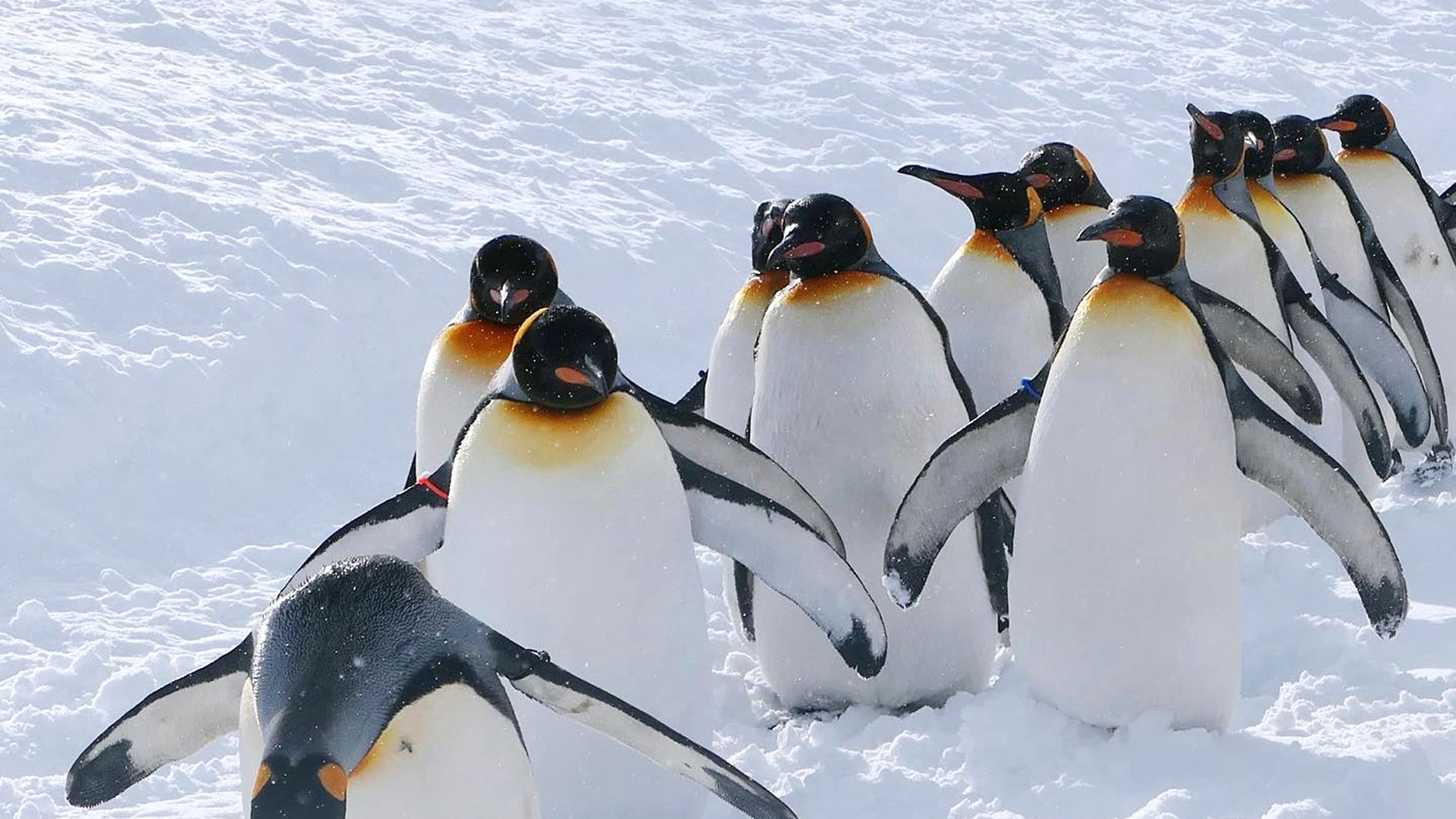 1-day tour to Ningle Terrace + Asahiyama Zoo + Shirogane Blue Pond (Aoiike) in Hokkaido, Japan|Winter-exclusive