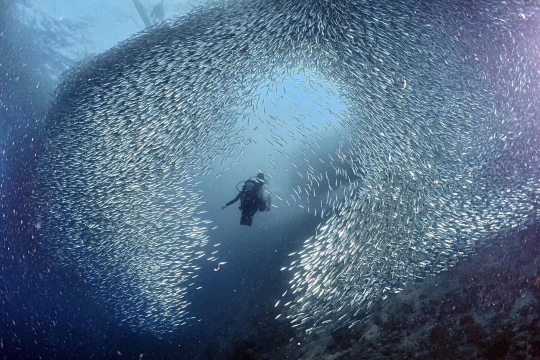 菲律賓宿霧出發：奧斯洛布鯨鯊+墨寶沙丁魚深潛一日遊
