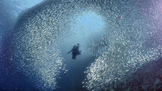 Escursione di un giorno con immersioni agli squali balena a Oslob e immersioni alle sardine a Moalboal da Cebu, Filippine