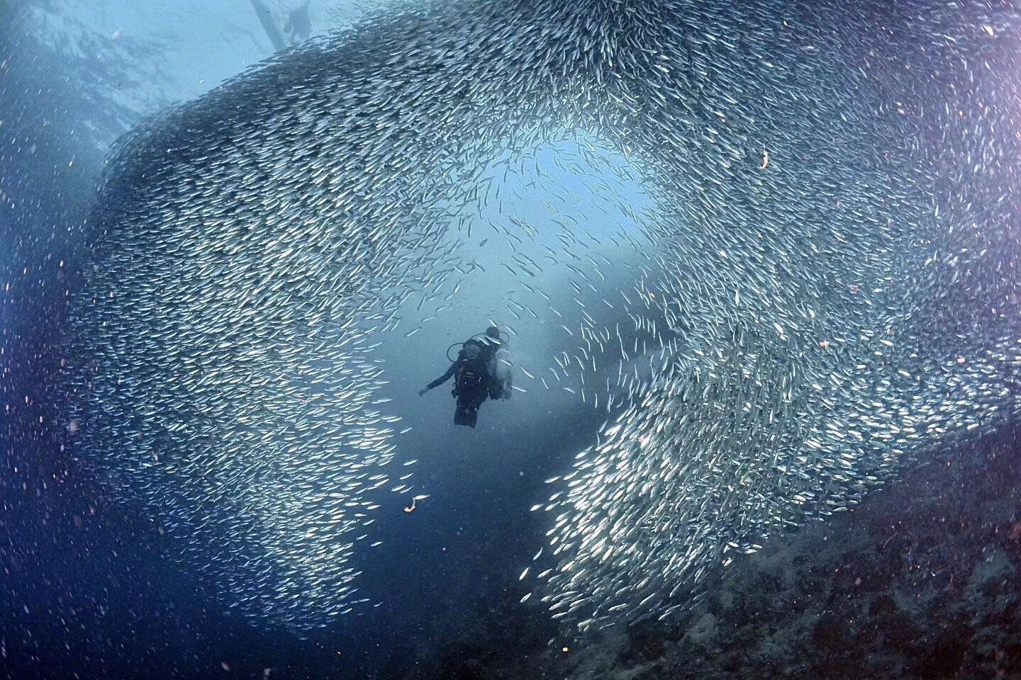 Desde Cebú, Filipinas: excursión de un día para bucear con tiburones ballena en Oslob y con sardinas en Moalboal