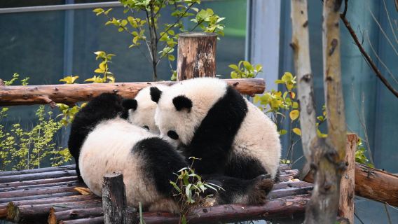 四川成都：都江堰+パンダ基地【貸切チャーター｜中日英ガイド】C