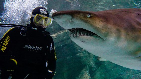 Shark Dive Xtreme at SEA LIFE Sunshine Coast