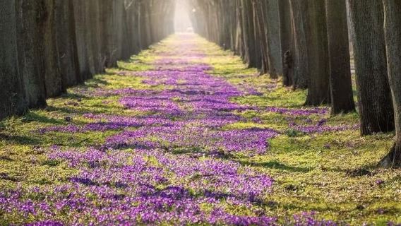 德國不萊梅中世紀城堡+羅蘭雕像-感受格林童話與歷史的交匯