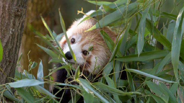 北海道戲雪一日遊：旭山動物園+青池+四季彩之丘|9-13人團