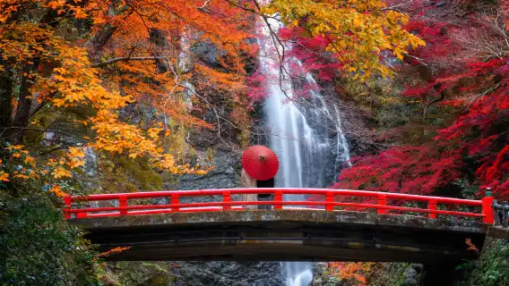 Kyoto Autumn Foliage Special: Minoh Falls, Sagano Romantic Train, Arashiyama Bamboo Forest, Nonomiya Shrine, Togetsukyo Bridge & Kinkakuji Temple One Day Tour (From Osaka)