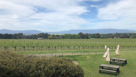 Mornington Peninsula Winery Bus Tour with Lunch & Wine