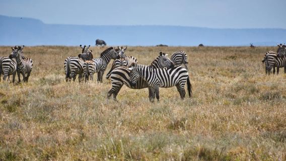 Nakuru