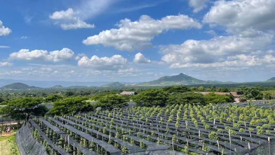 Piantagione di peperoni di Kampot, saline, mercato dei granchi di Phnom Penh
