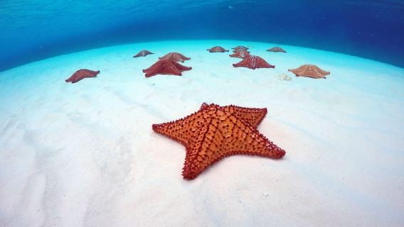 Cozumel: Naiki bot dasar kaca dan selami pengembaraan snorkeling