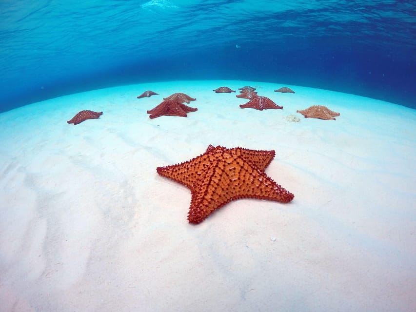 Cozumel: sali su una barca con fondo di vetro e tuffati in un'avventura di snorkeling