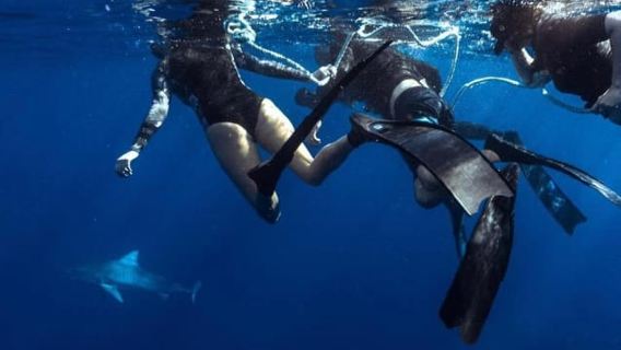 โออาฮู: การผจญภัยดำน้ำกับฉลามไร้กรง