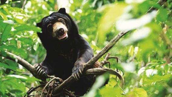 Perjalanan Sehari Penuh OrangUtan Sepilok, Beruang Madu & Teluk Labuk