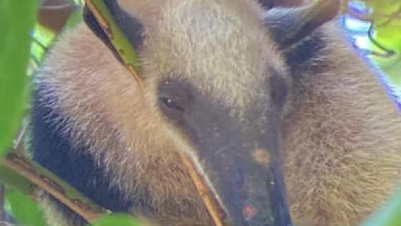 Uvita: Taman Negara Corcovado San Pedrillo dari Uvita ekskursi 1 hari