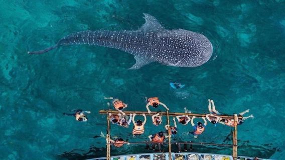 Oslob Whaleshark, TumalogFalls, Kawasan Falls, อาหารกลางวันแบบส่วนตัว