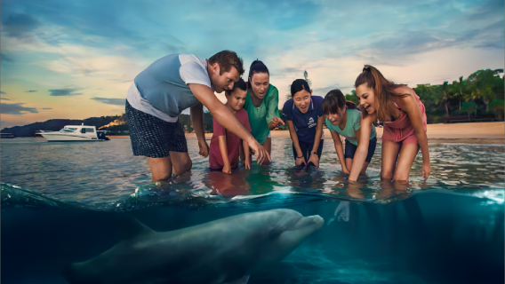 Excursion d'une journée à l'île Moreton depuis Brisbane en Australie avec observation et nourrissage des dauphins|Transfert hôtelier en option]