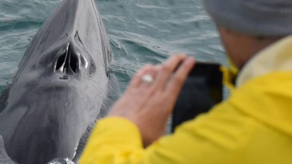 Observation des baleines
