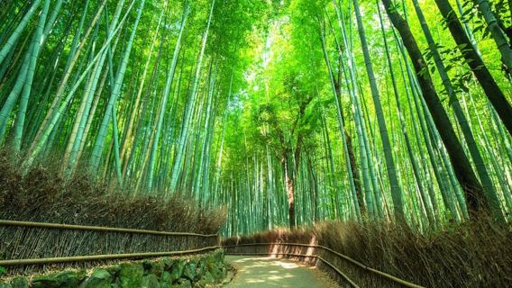 Kyoto Guided Tour of Bamboo Forest, Temple and more