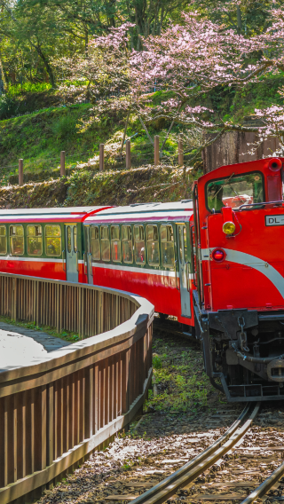 1-day tour to Alishan National Forest Recreation Area including admission ticket (departing from Taichung/Chiayi/Kaohsiung)
