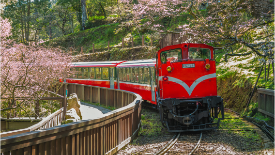 Alishan National Forest Recreation Area Day Tour From Taichung/Chiayi/Kaohsiung