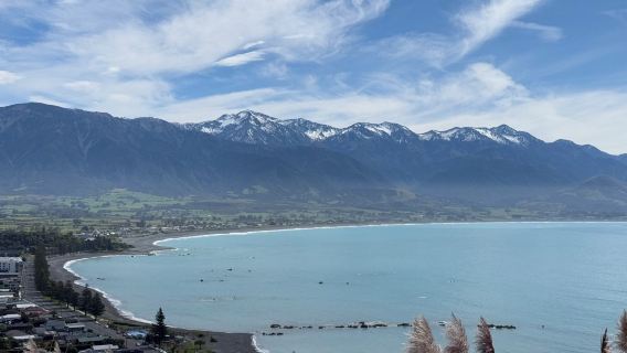 基督城來回|凱庫拉海洋精華之旅|包車日遊及自選行程