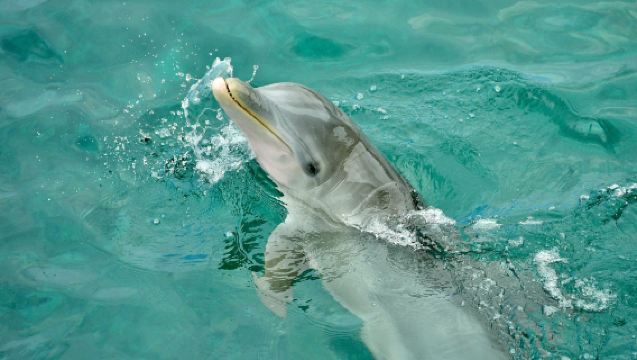 澳洲布里斯本黃金海岸莫頓島來回接駁