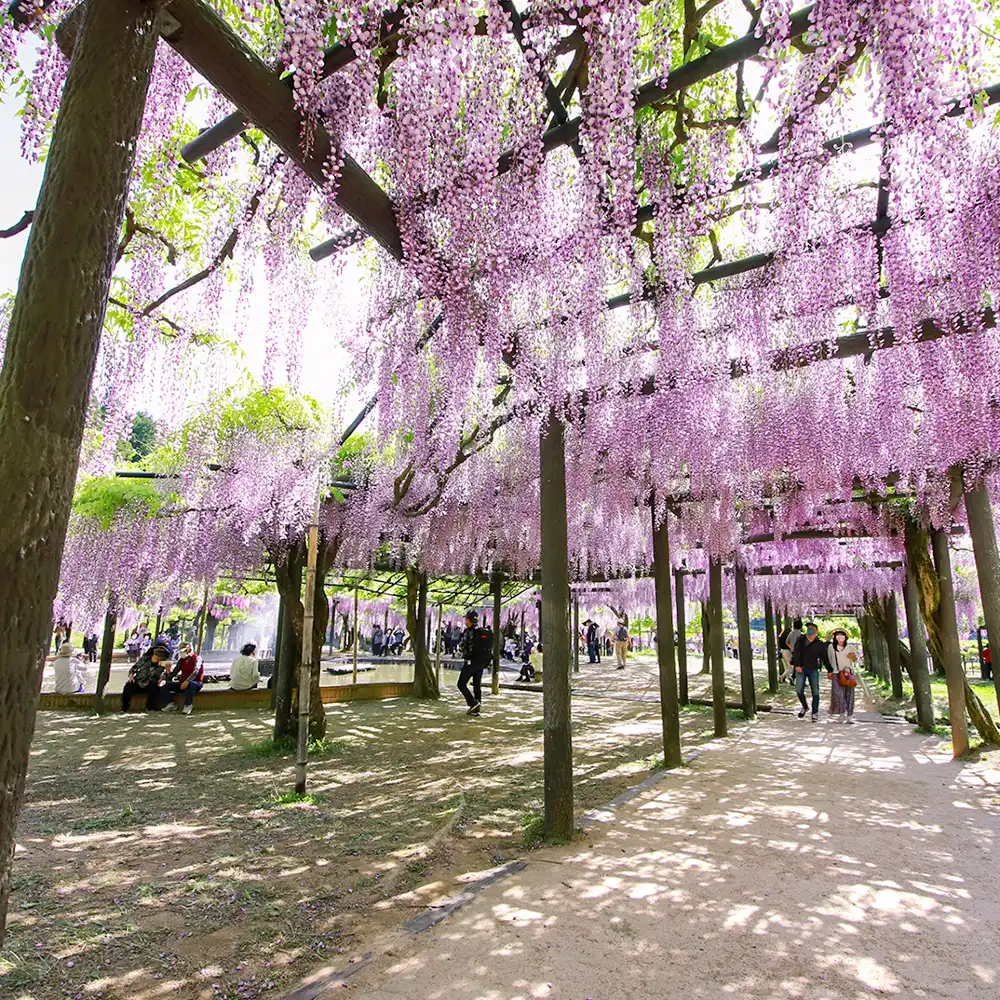 芝桜 各種 確認用 兵庫の芝桜と藤の限定開花時期：芝桜の花絨毯＋出石城下町(重要伝統的