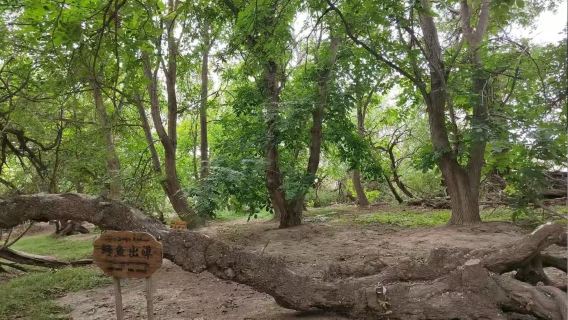 Pakej Pelancongan Kumpulan Kecil ke Muzium Memorial Kokoya di Taman Shenmu Tianshan