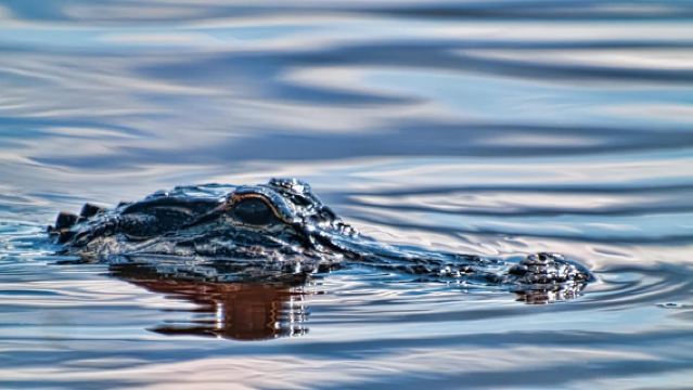 Ab Miami: Everglades-Airboat, Wildtierzoo & Bustransfer